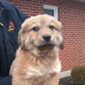 Meet your Posher, Shelly